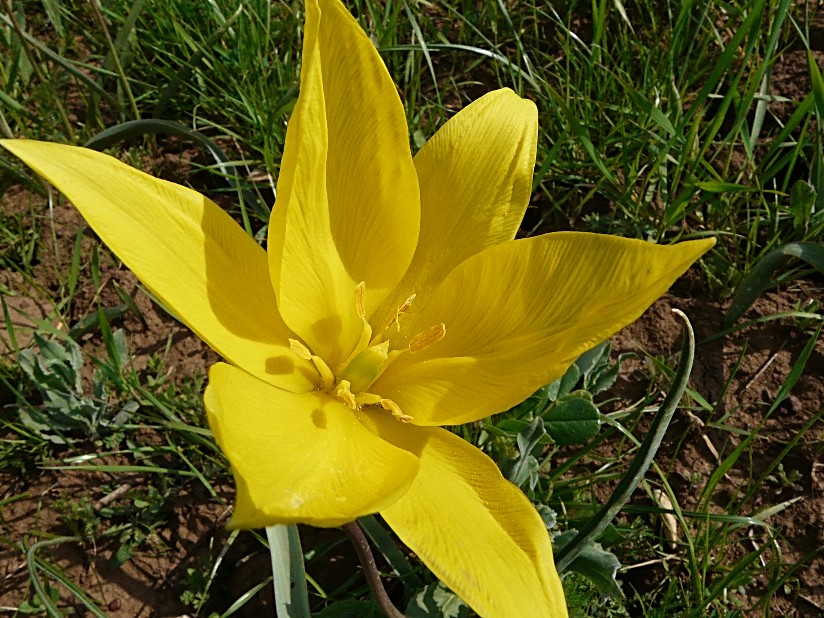 Tulipa sylvestris / Tulipano selvatico dei campi